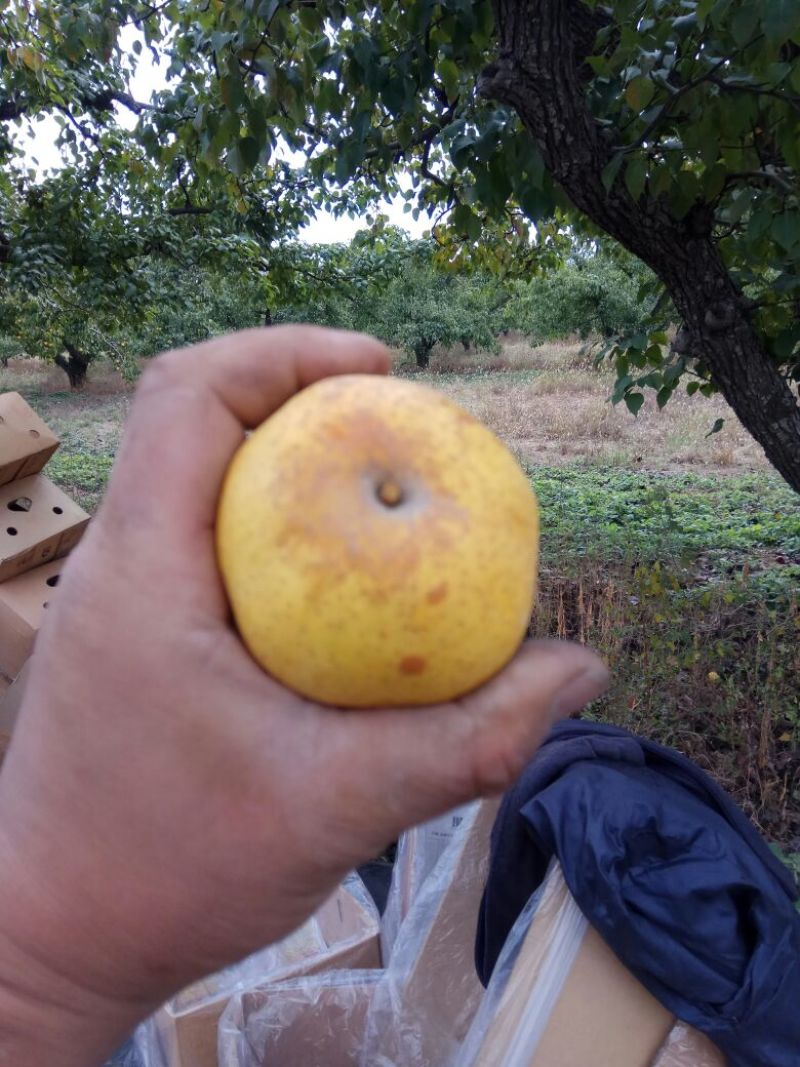 鸭广梨纸箱