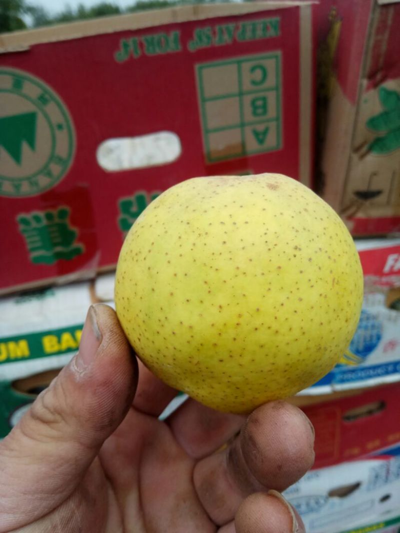 鸭广梨纸箱