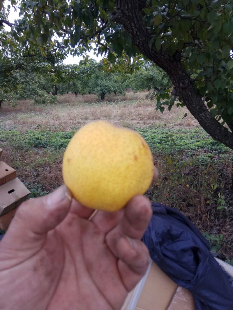 鸭广梨200~250g纸箱