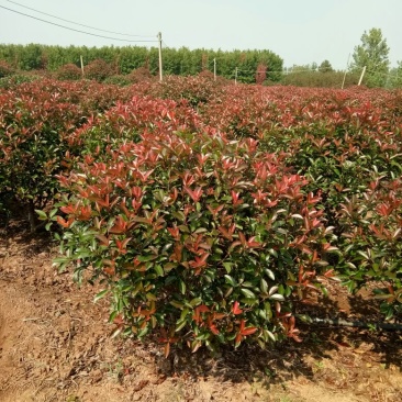 红叶石楠球冠幅1米--2.5米基地大量供应移植苗原生苗