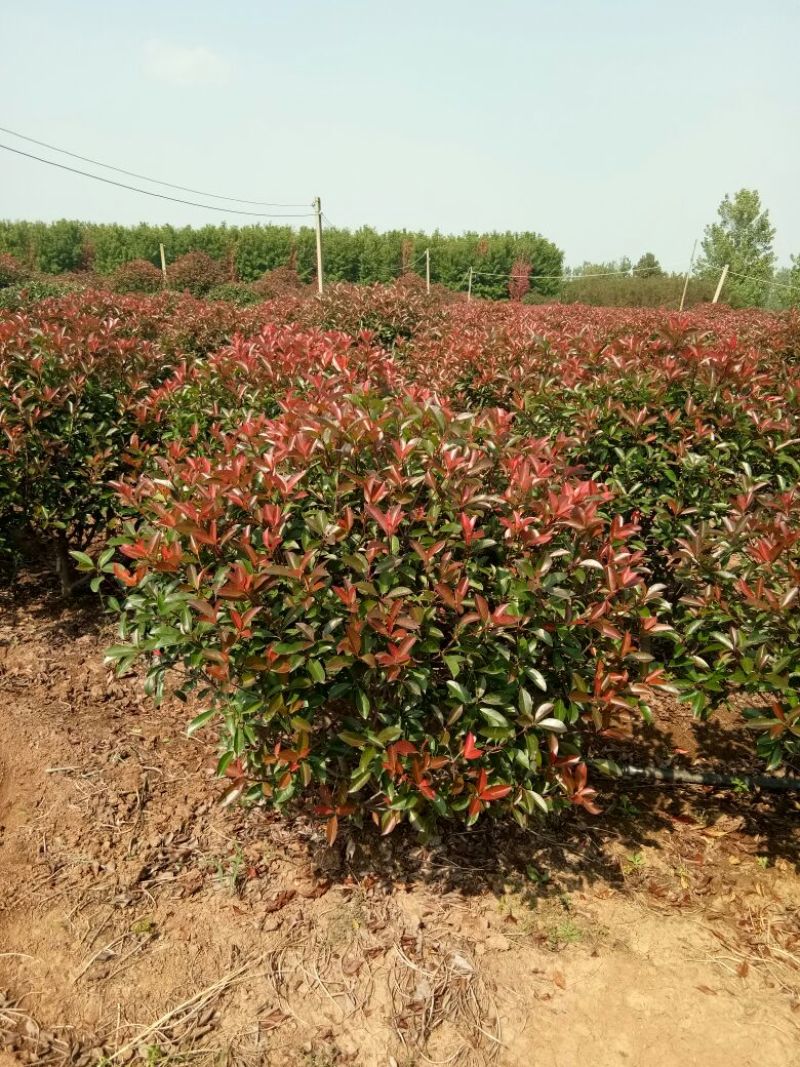 红叶石楠球冠幅1米--2.5米基地大量供应移植苗原生苗