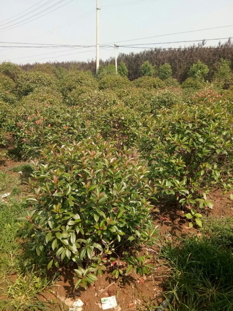 红叶石楠球冠幅1米--2.5米基地大量供应移植苗原生苗