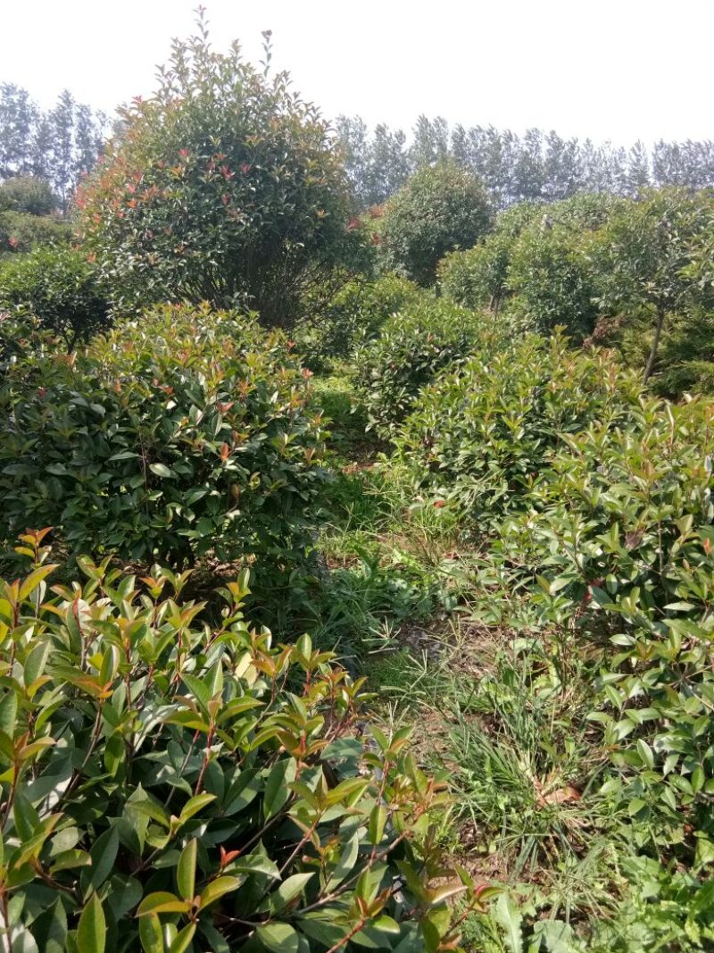 红叶石楠球冠幅1米--2.5米基地大量供应移植苗原生苗