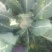 白花菜散装
