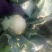 白花菜散装