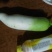 新白玉白萝卜1.5~2斤起