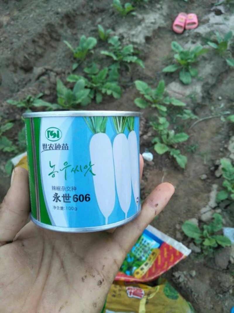 白萝卜1.5~2斤起