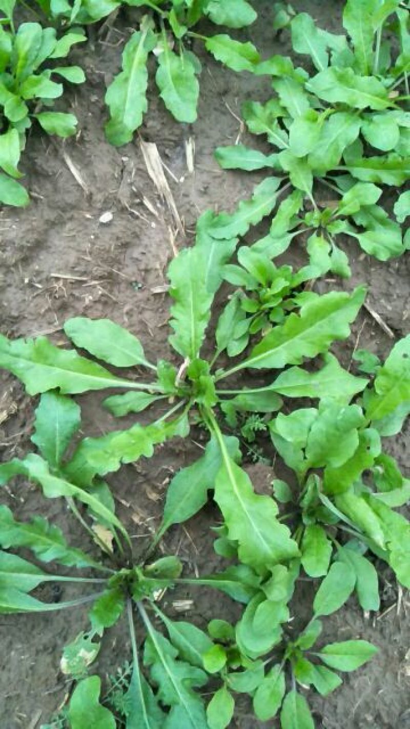 荠菜5cm以上
