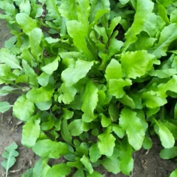 荠菜5cm以上