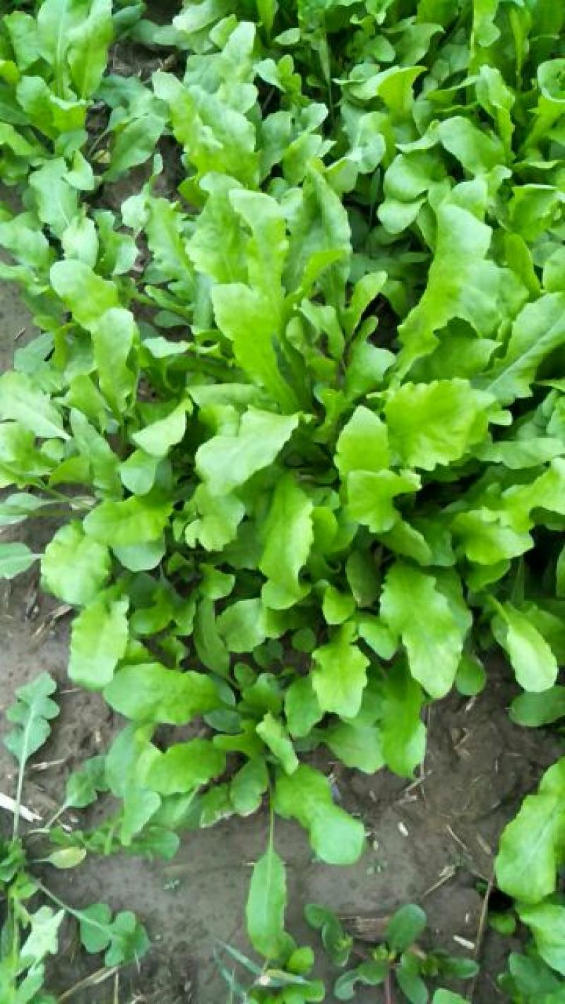 荠菜5cm以上