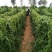 山药3~4厘米特级手捡70~90厘米