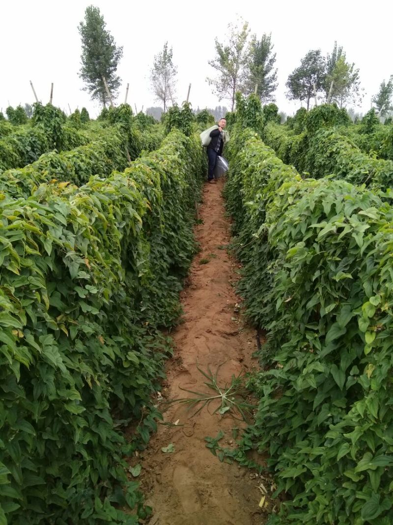 山药3~4厘米特级手捡70~90厘米
