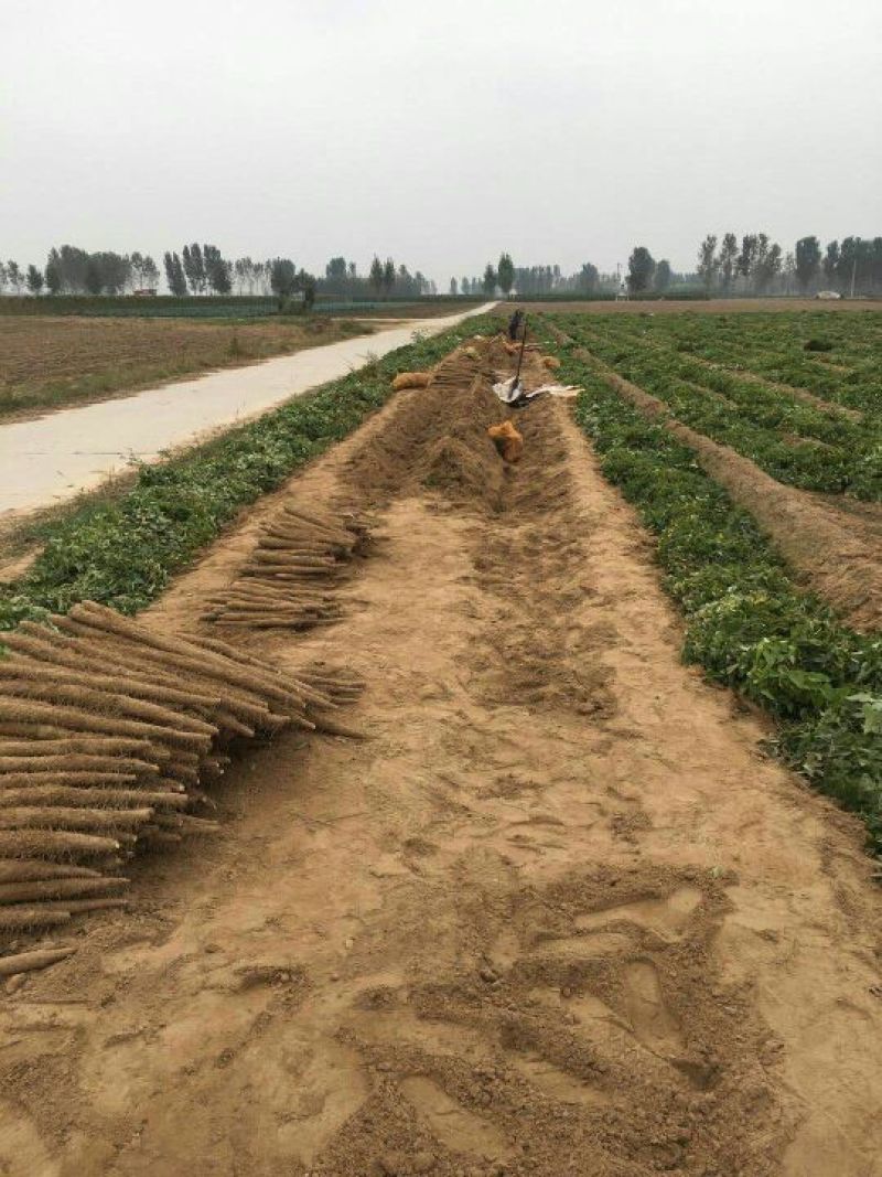 山药3~4厘米特级手捡70~90厘米
