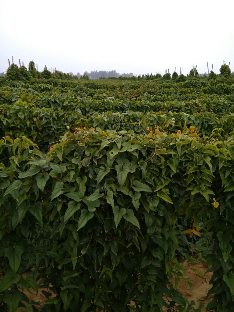 山药3~4厘米特级手捡70~90厘米