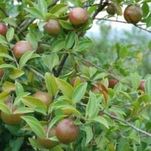 山茶油果中籽