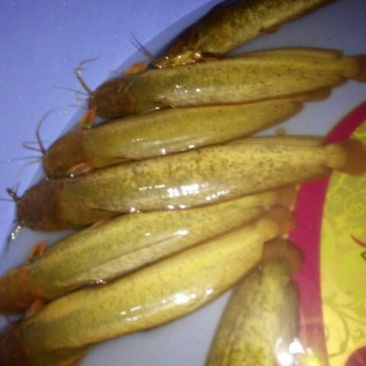 土鲶鱼食用