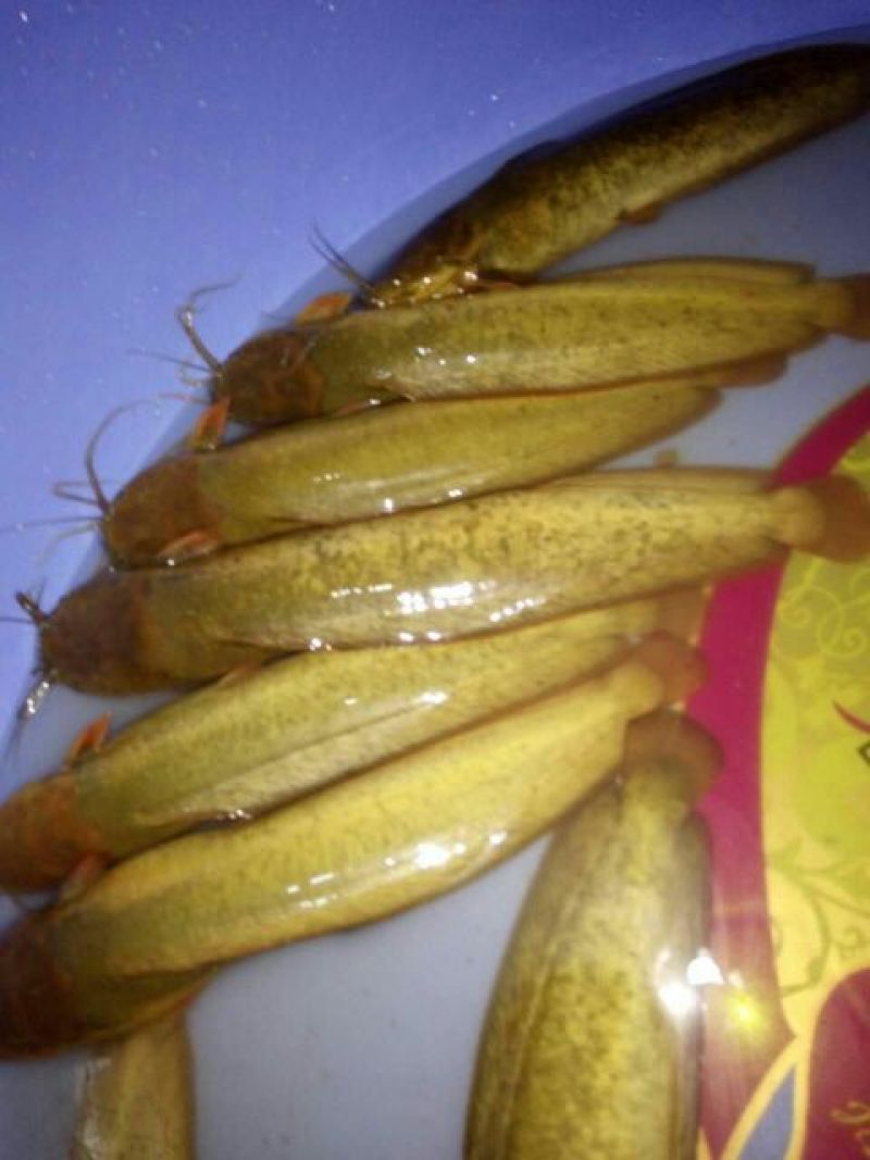 土鲶鱼食用