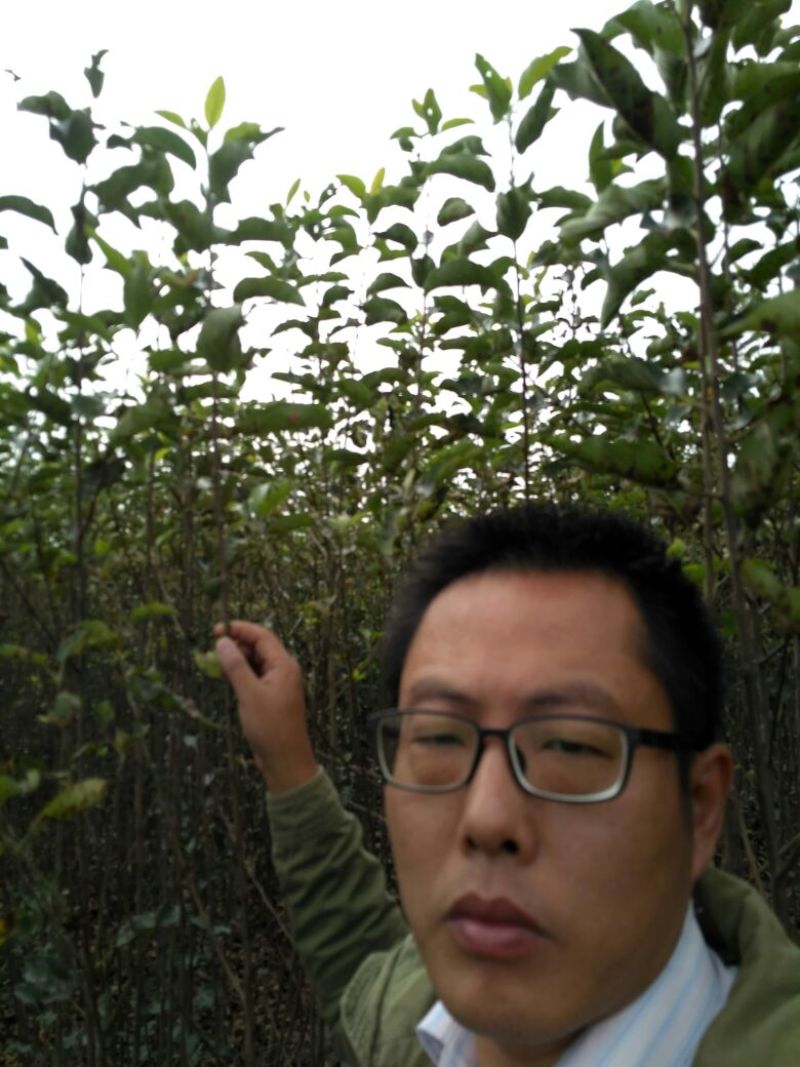 红肉苹果树苗80cm以上
