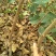 红肉苹果树苗80cm以上