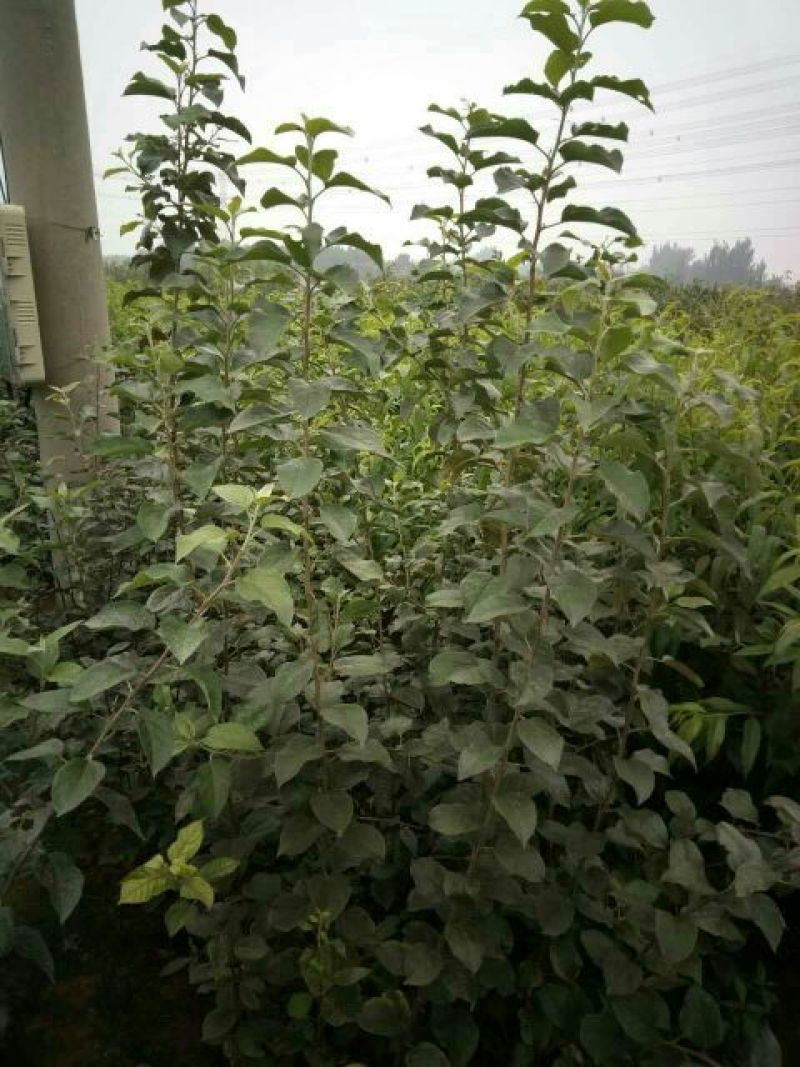 红肉苹果树苗80cm以上