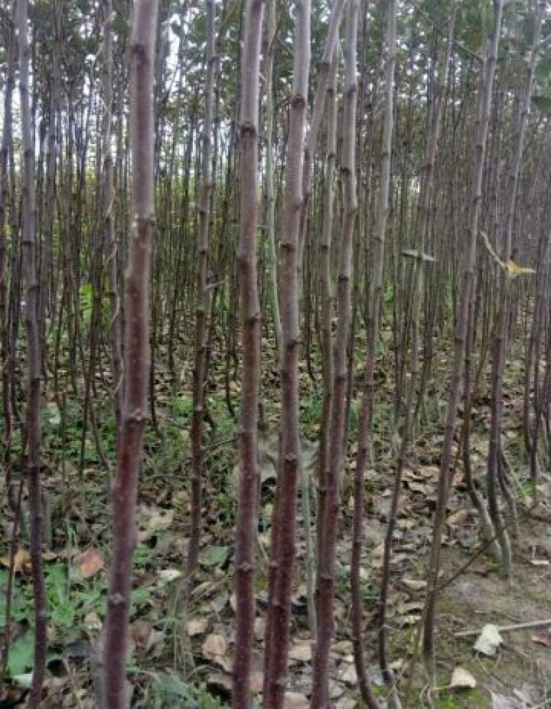 红肉苹果树苗80cm以上