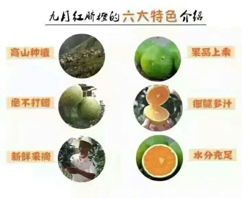 九月红脐橙65~70mm，产地供货，品质保证