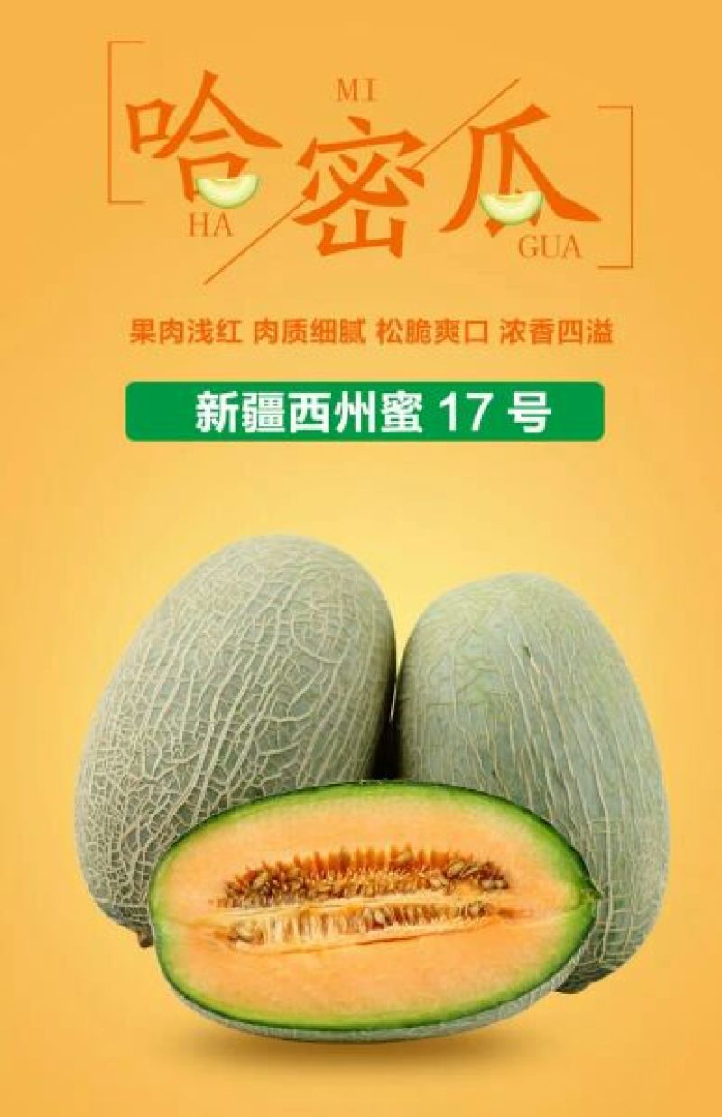 晓蜜25号哈密瓜产地甘肃玉门花海镇胜陇源农业特甜