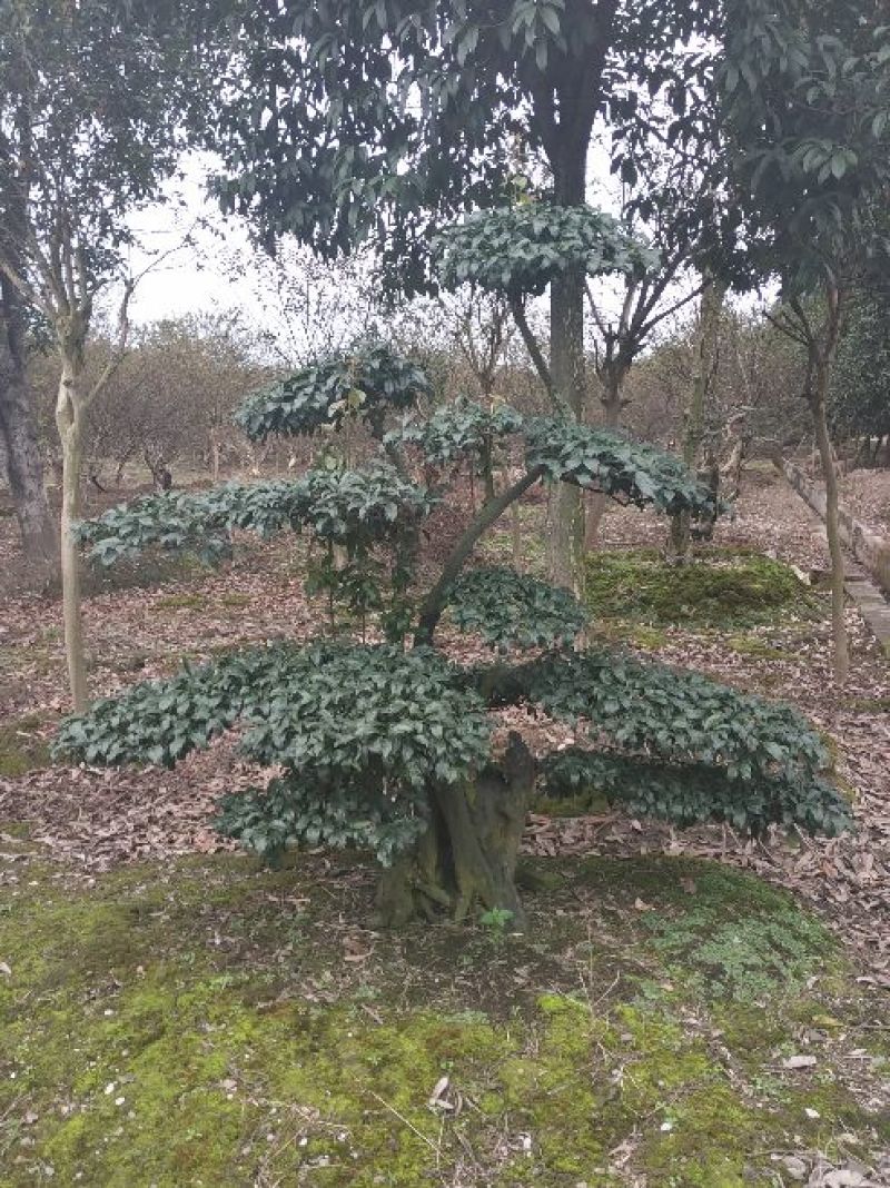 金弹子树桩