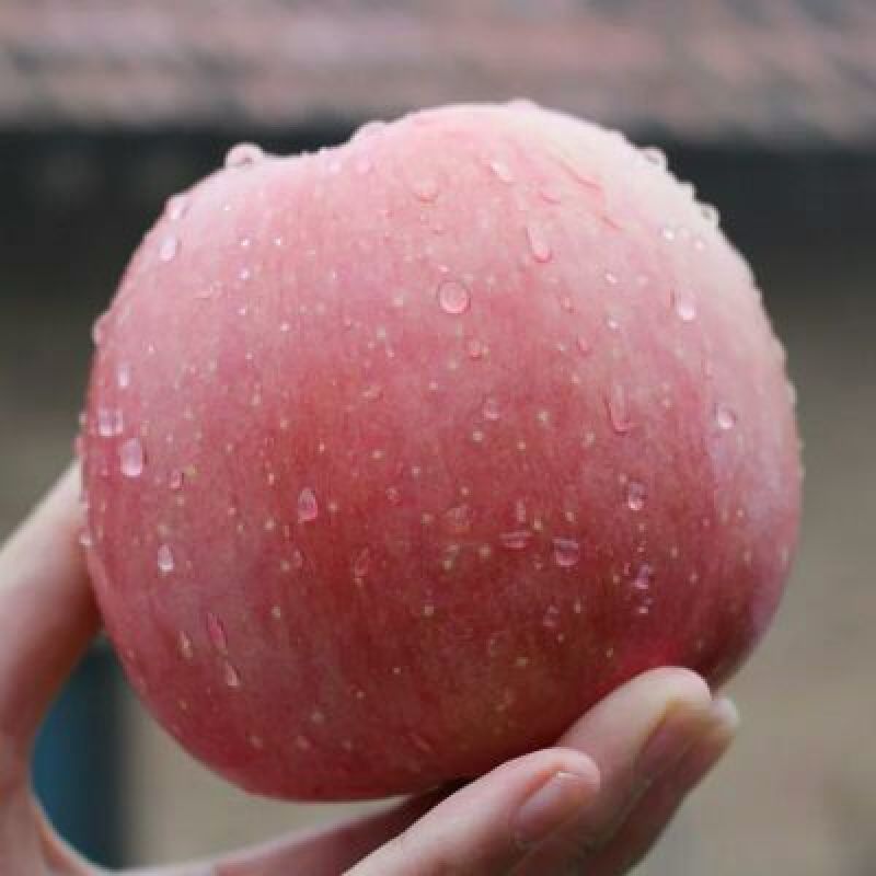 红富士苹果80mm以上大果脆甜