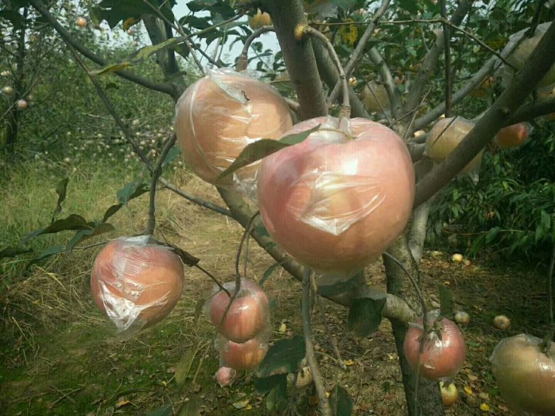 红富士苹果80mm以上大果脆甜