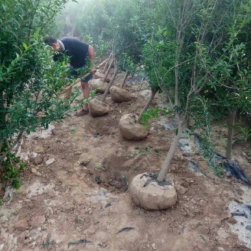 石榴树泰山红石榴树软籽石榴树大青皮杆直冒圆