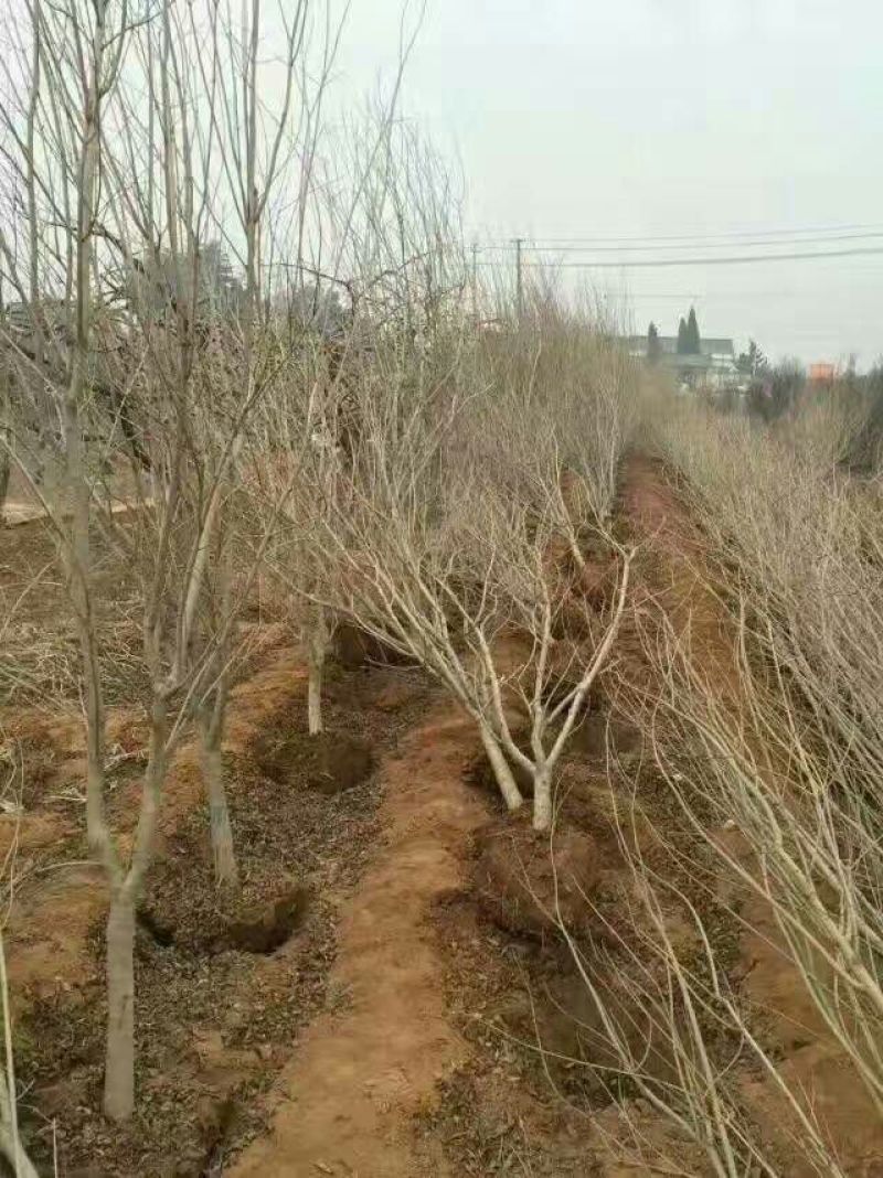 石榴树泰山红石榴树软籽石榴树大青皮杆直冒圆