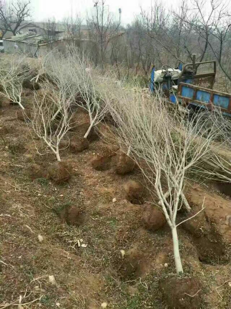 石榴树泰山红石榴树软籽石榴树大青皮杆直冒圆