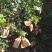 冰糖橙85~90mm