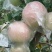 苹果70mm以上膜袋