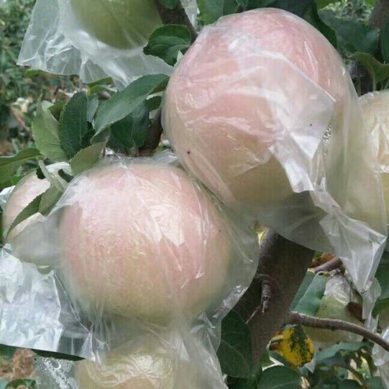 苹果70mm以上膜袋