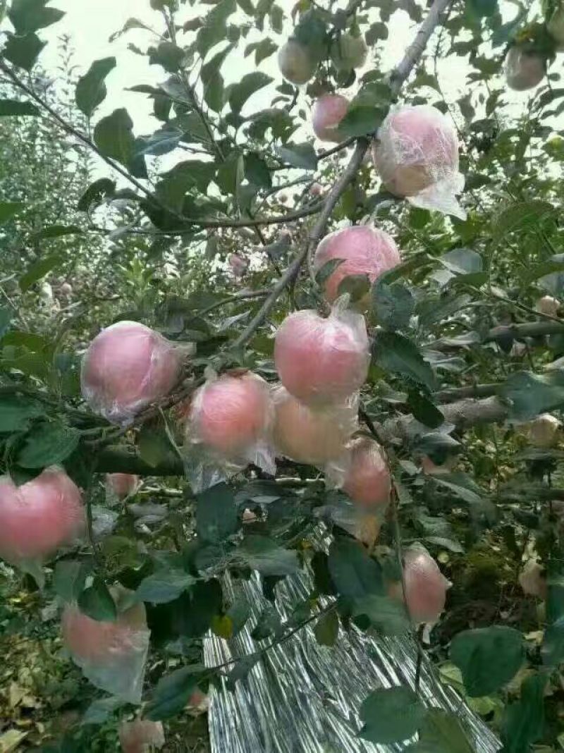 红富士苹果膜袋产地