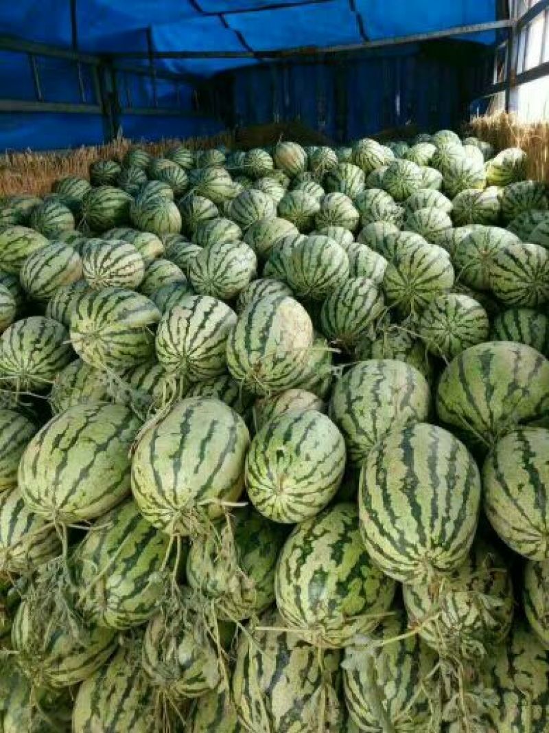 西瓜8斤打底9成熟1茬