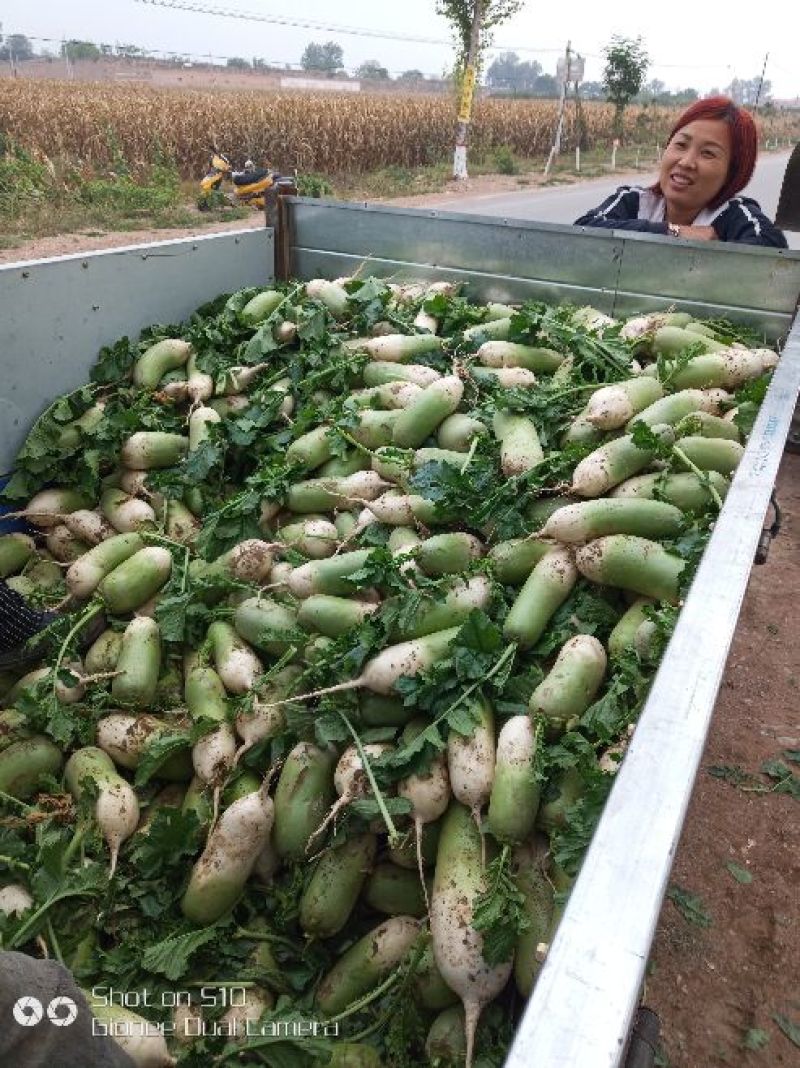 精品青萝卜，绿美人萝卜，玉美人萝卜，791萝卜