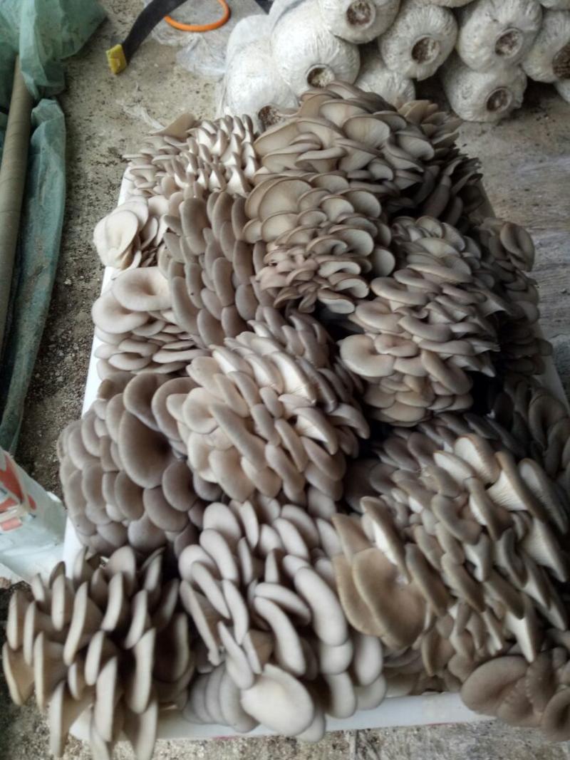 鲜蘑菇一级4cm