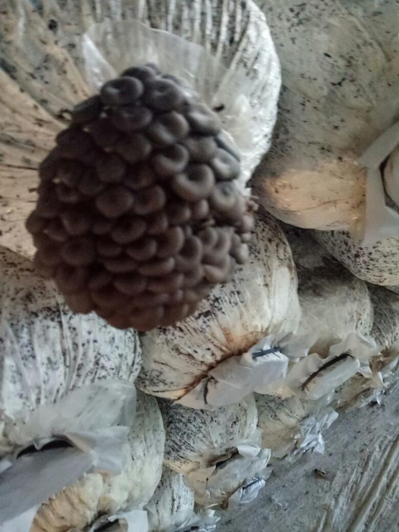 鲜蘑菇一级4cm