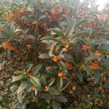 桂花苗120cm以上