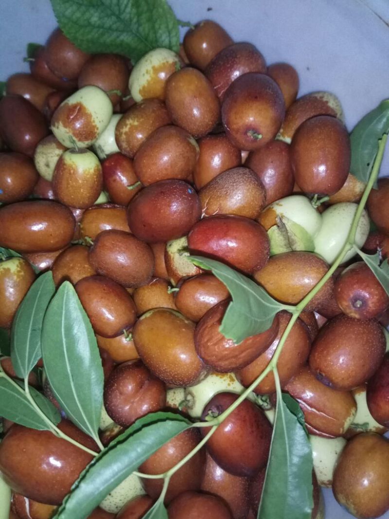 脆枣通货鲜枣