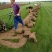 四季青草坪