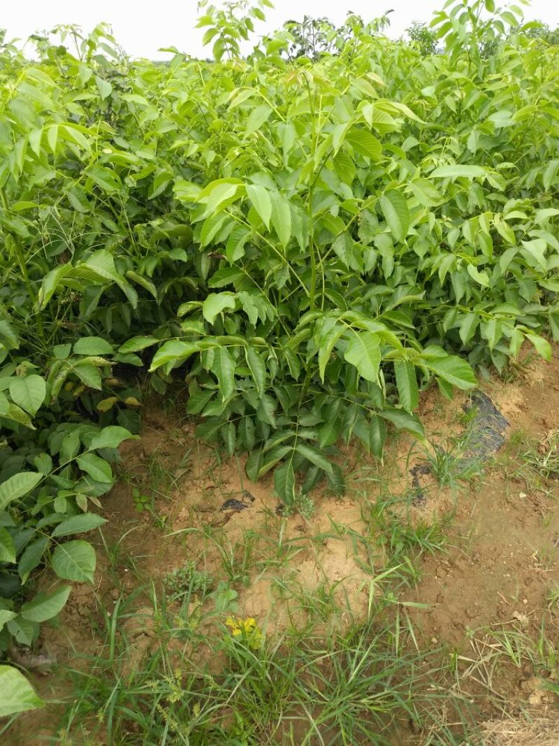 核桃苗一年苗50~100cm