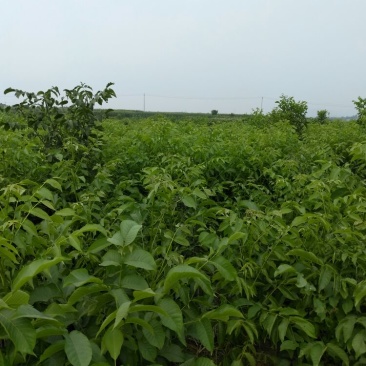 核桃苗一年苗50~100cm