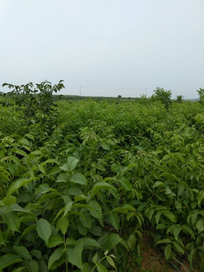 核桃苗一年苗50~100cm