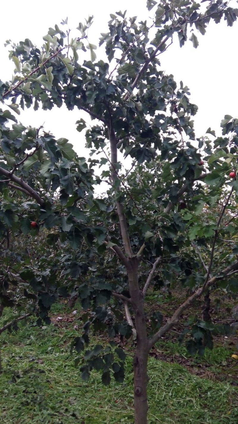 冬枣树