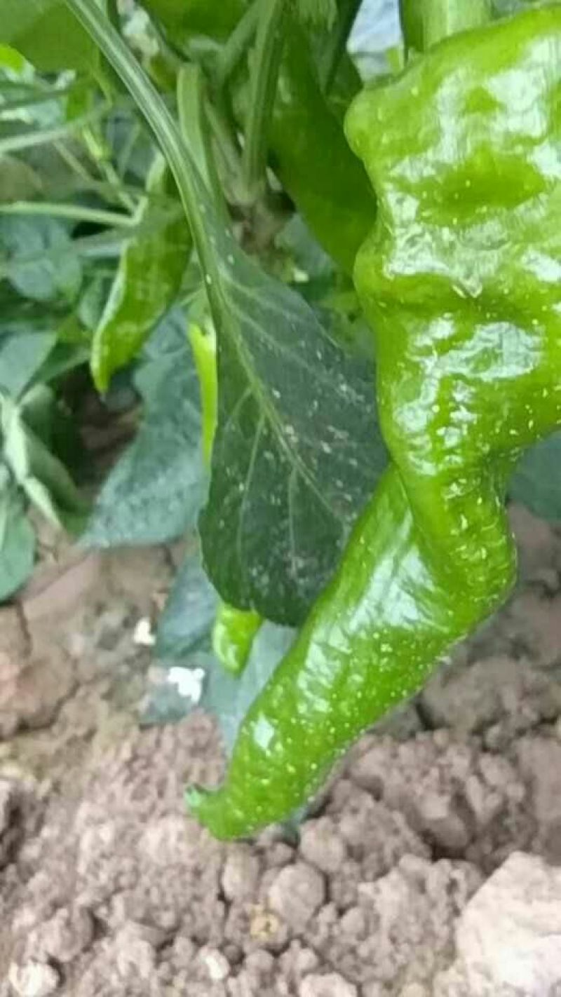 青椒名叫泡椒，泡王大量上市