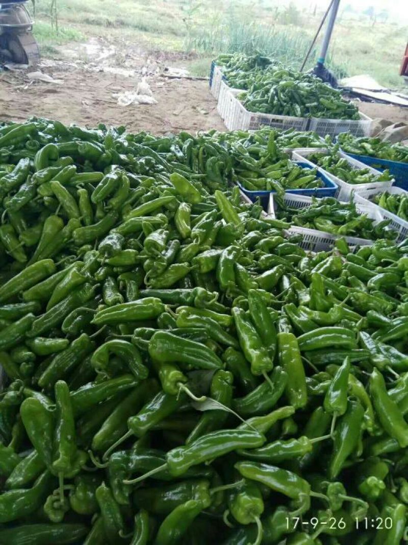 青椒名叫泡椒，泡王大量上市